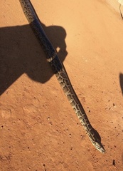 Python bivittatus