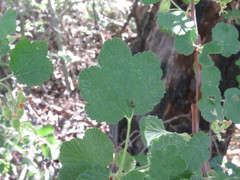 Ribes indecorum