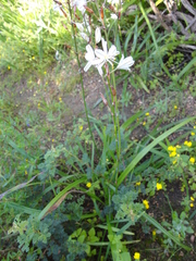 Chlorophytum graminifolium