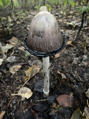Coprinopsis atramentaria