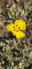 Cistus halimifolius