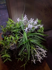 Vanda falcata