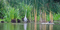 Ardea cinerea