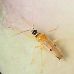 Tupiocoris
