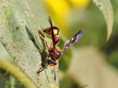 Eumenes bollii