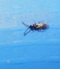 Diapriinae