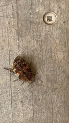 Protaetia fusca