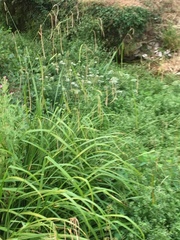 Carex pendula