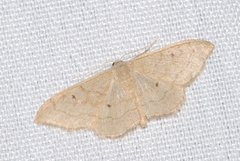 Idaea rubraria