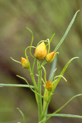 Xerochrysum viscosum