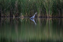 Ardea cinerea