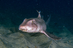 Horn Shark photo 4