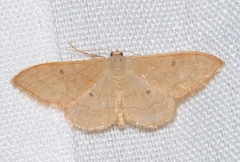 Idaea rubraria