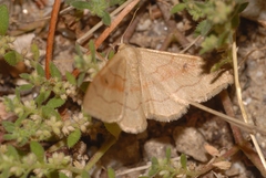 Idaea rubraria