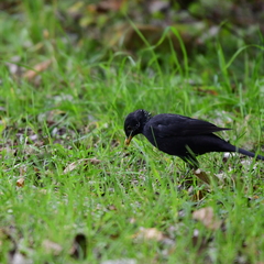 Turdus merula