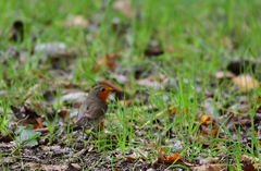 Erithacus rubecula