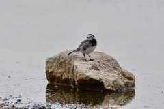 Motacilla alba