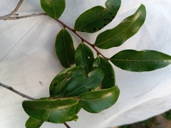 Diospyros