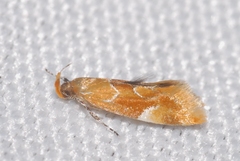 Epicallima formosella