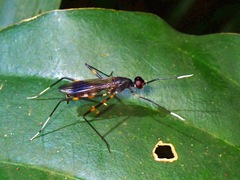 Taeniapterinae