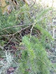 Asparagus africanus