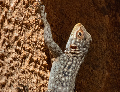 Oplurus quadrimaculatus