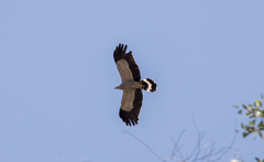 Polyboroides radiatus