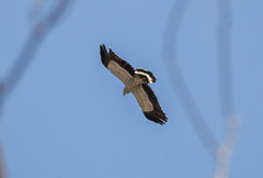 Polyboroides radiatus