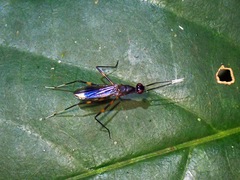 Taeniapterinae