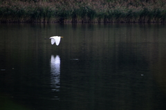 Ardea alba
