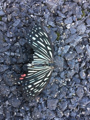Hestina assimilis