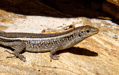 Zonosaurus laticaudatus