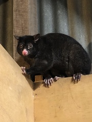 Trichosurus caninus