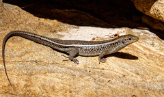 Zonosaurus laticaudatus