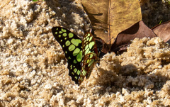 Graphium cyrnus