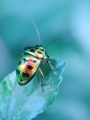 Chrysocoris