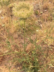 Ammi majus