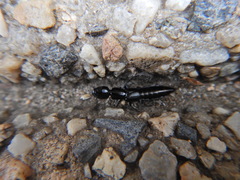 Thyreocephalus
