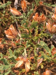 Genista tridentata