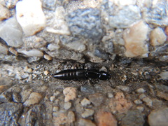 Thyreocephalus