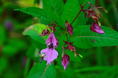 Impatiens glandulifera