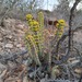 Euphorbia steelpoortensis - Photo (c) matthewj_za, algunos derechos reservados (CC BY-NC)