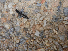 Thyreocephalus