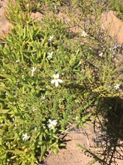 Jamesbrittenia microphylla