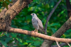 Kaupifalco monogrammicus