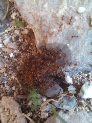 Pheidole