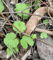 Hydrocotyle hirta