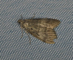 Pococera asperatella