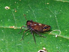 Delphacidae