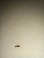 Nylanderia jaegerskioeldi